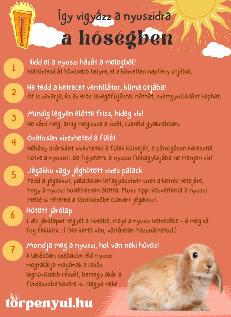 nyuszi hűtése melegben